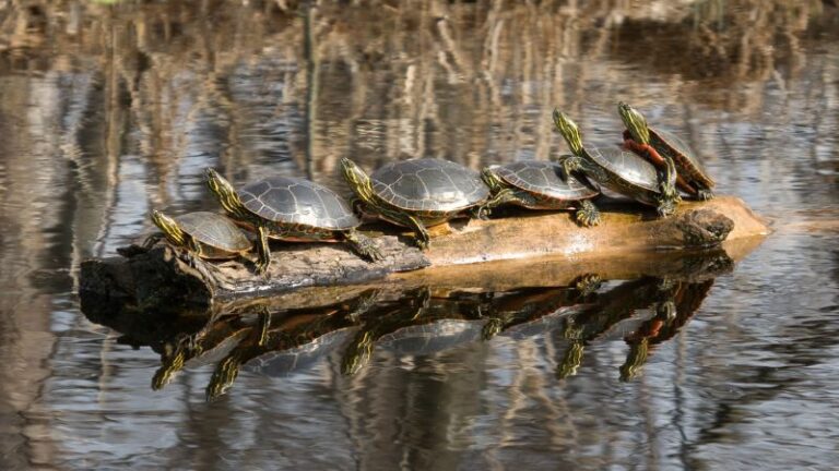 Remove Turtle How to Get Rid of Turtles | Proven Long-Term Solutions! - Pest Samurai