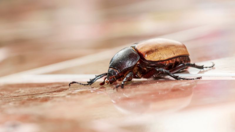 4. Stag Beetle