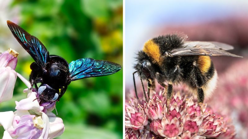 A Detailed Comparison of Carpenter Bees and Bumblebees