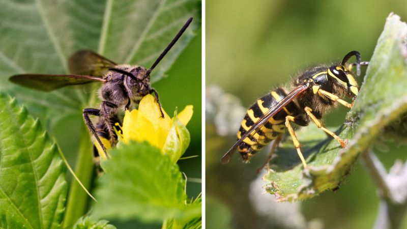 Are Ground Bees and Yellow Jackets the Same