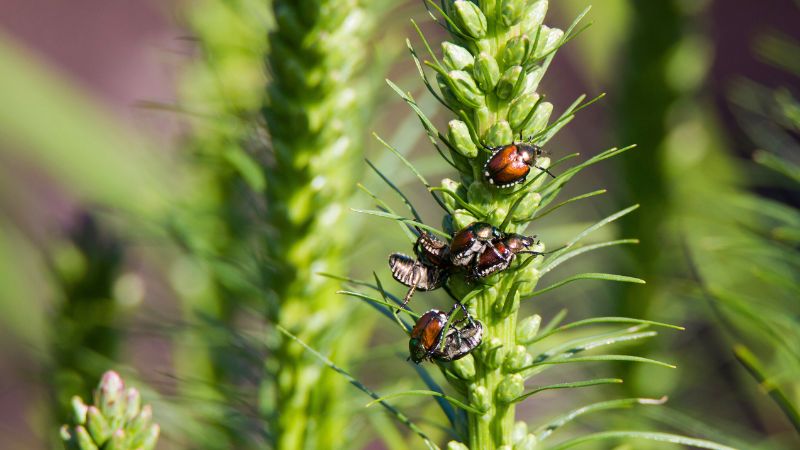 Are Japanese Beetles Invasive