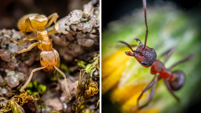 Are Moisture Ants Different from Pavement Ants