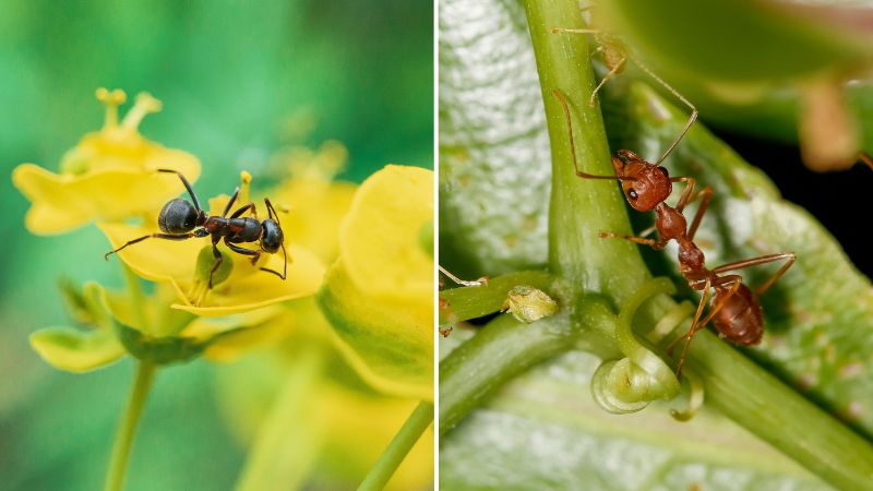 Black Ants vs. Red Ants: What Are Their Differences