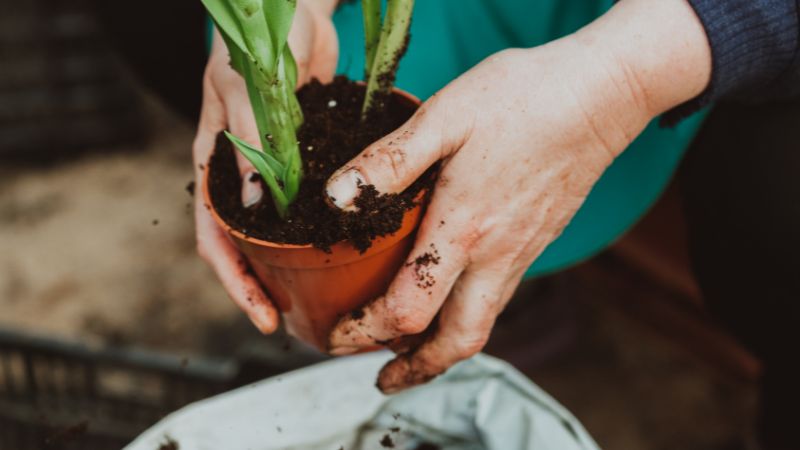 How to Get Ants Out of Potted Plants: Instructions