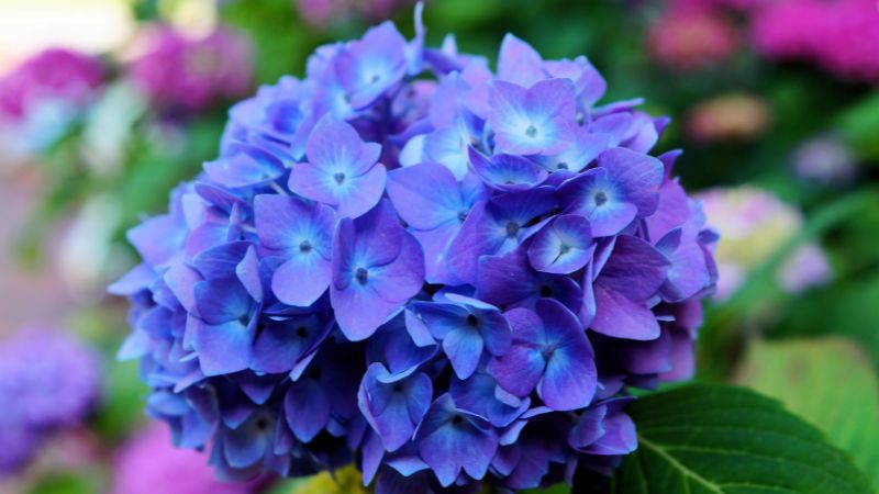 Hydrangeas