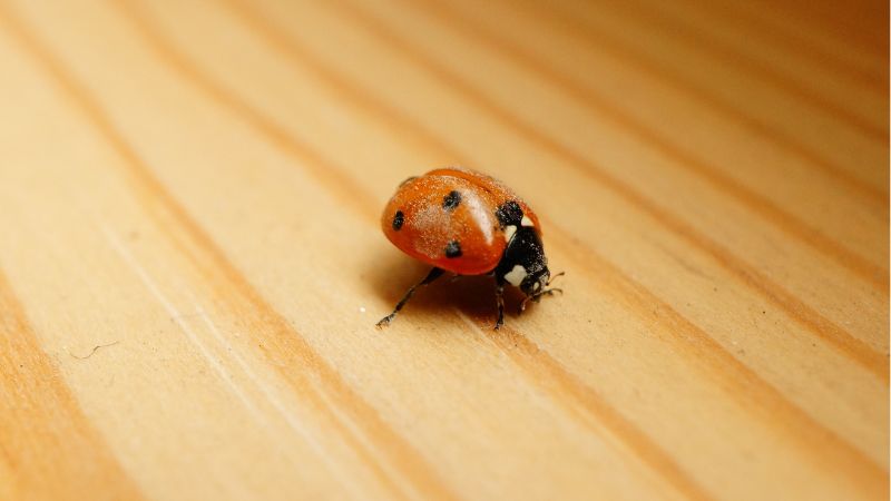 Is It Bad to Have Ladybugs in Your House