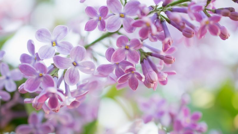 Lilacs