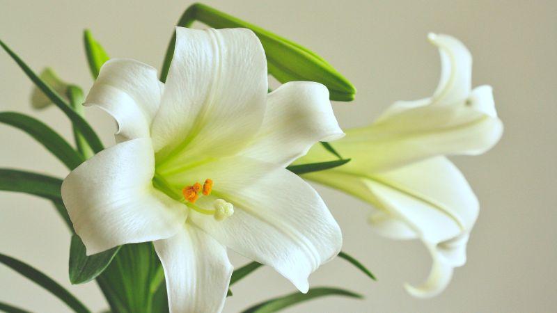 Lilies