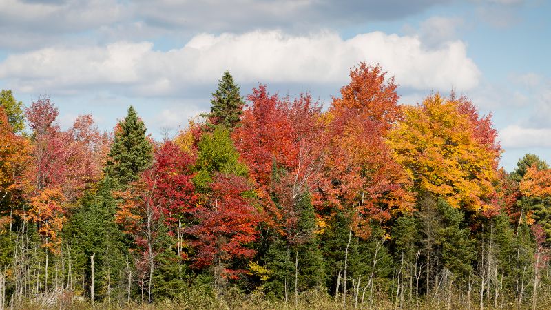 Maple Trees