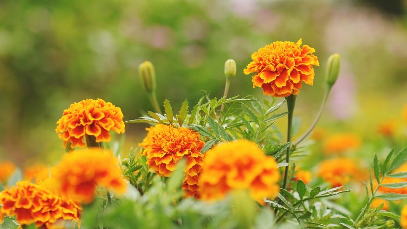 Marigolds