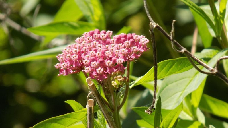 Milkweed