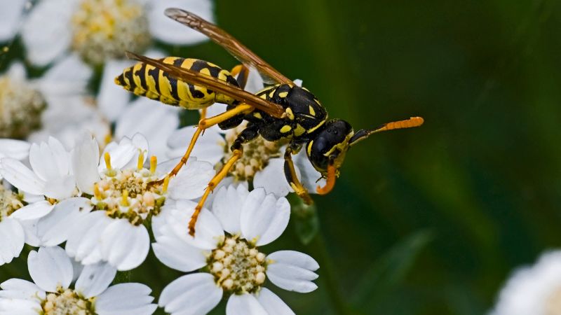 Paper Wasps