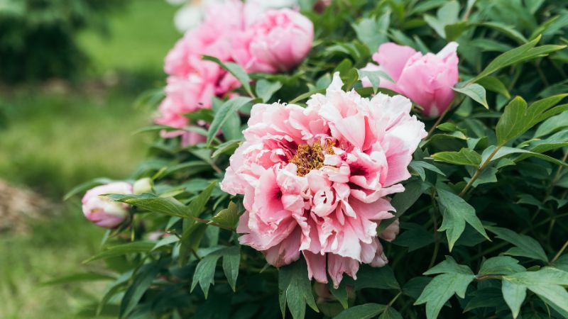 Peonies