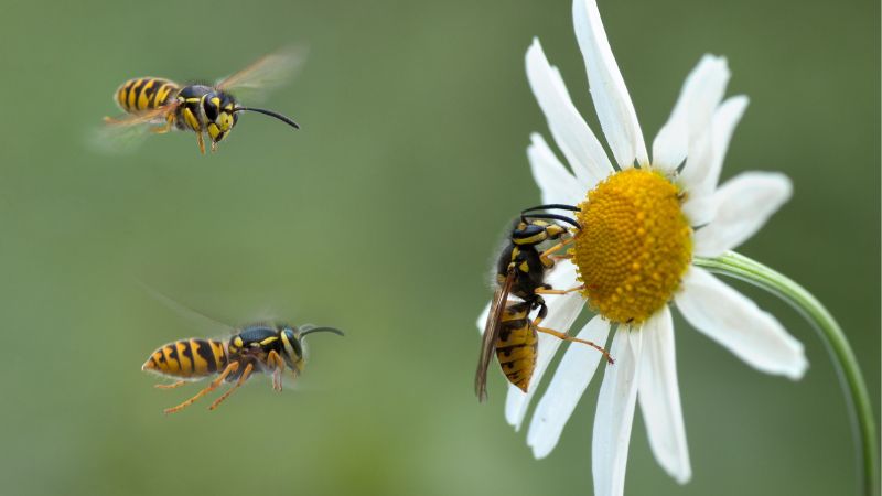 Plants That Attract Wasps
