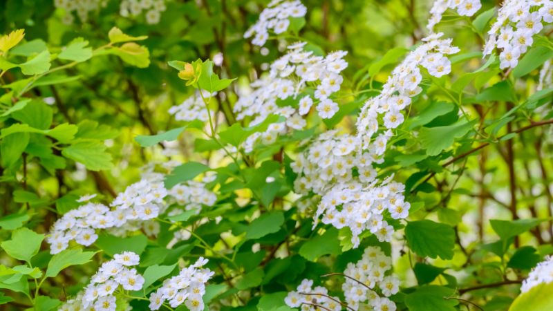 Sweet Alyssum