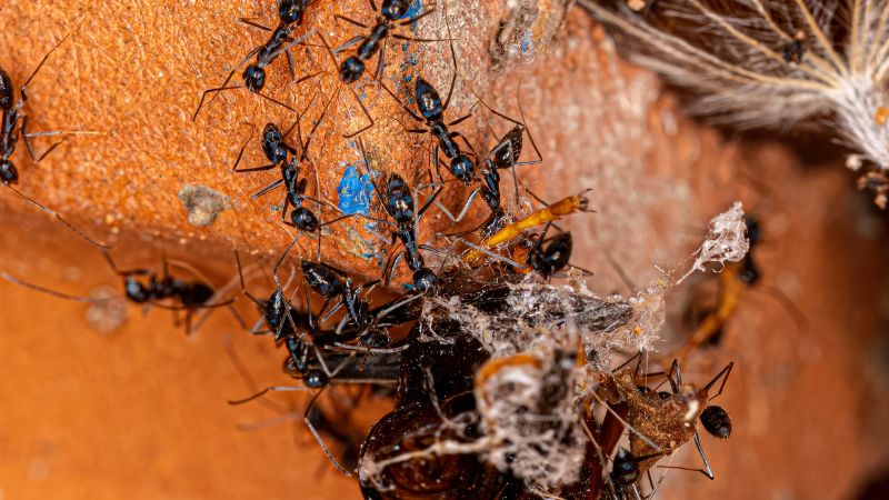 What Do Black Crazy Ants Eat?