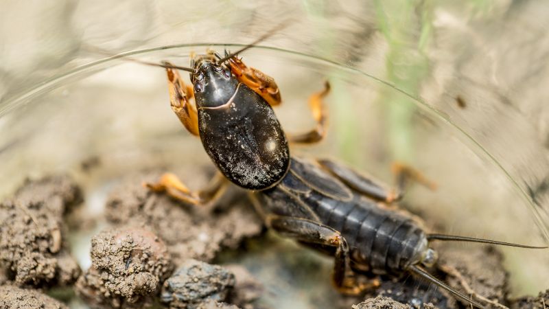 What Does a Mole Cricket Look Like