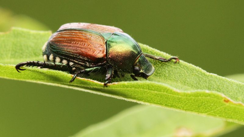 What Is a Japanese Beetle