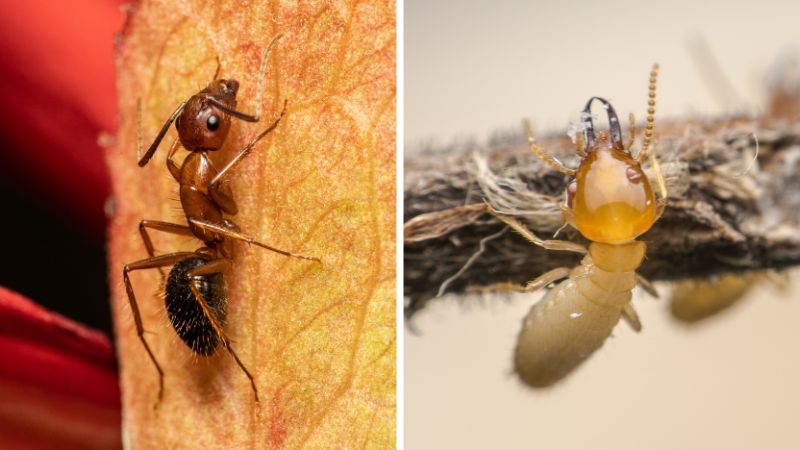 What Is the Difference Between Carpenter Ants and Termites?