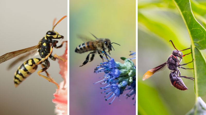What Is the Difference Between Wasps, Bees, and Hornets