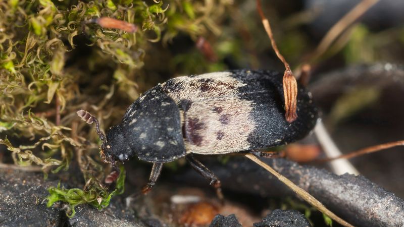 What Time of the Year Larder Beetles Are Active