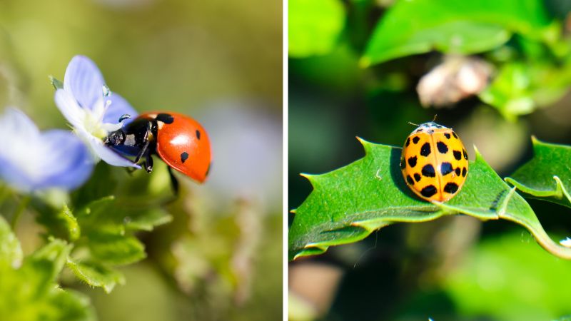 What’s the Difference Between Ladybugs and Asian Beetles