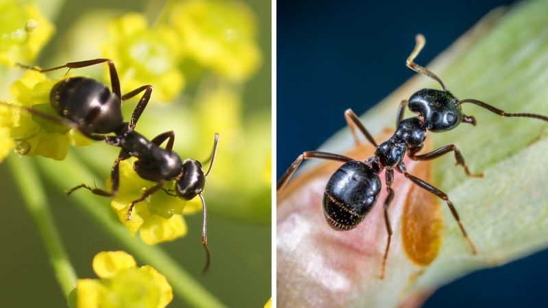 What’s the Difference between Moisture Ants and Carpenter Ants