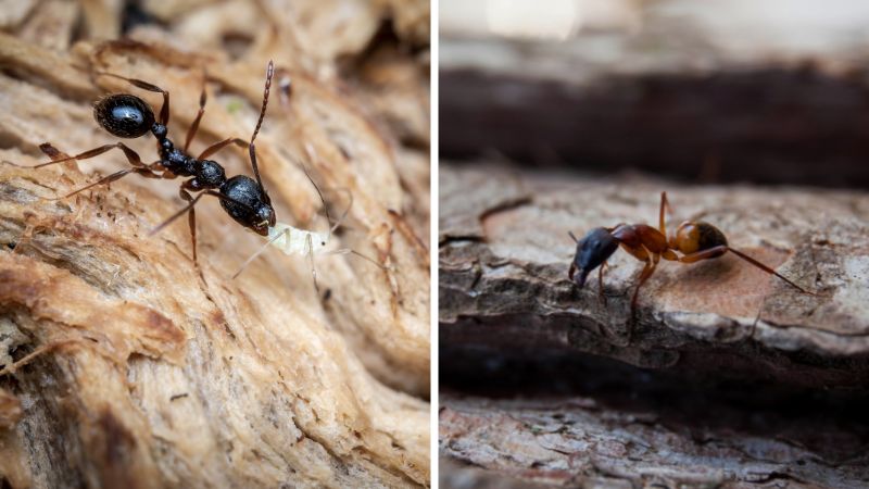 What’s the Difference between Moisture Ants and Sugar Ants