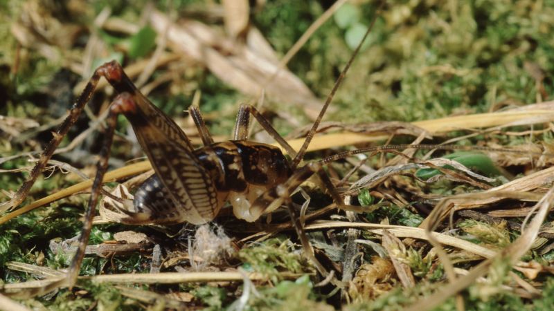 Cave Cricket Infestation