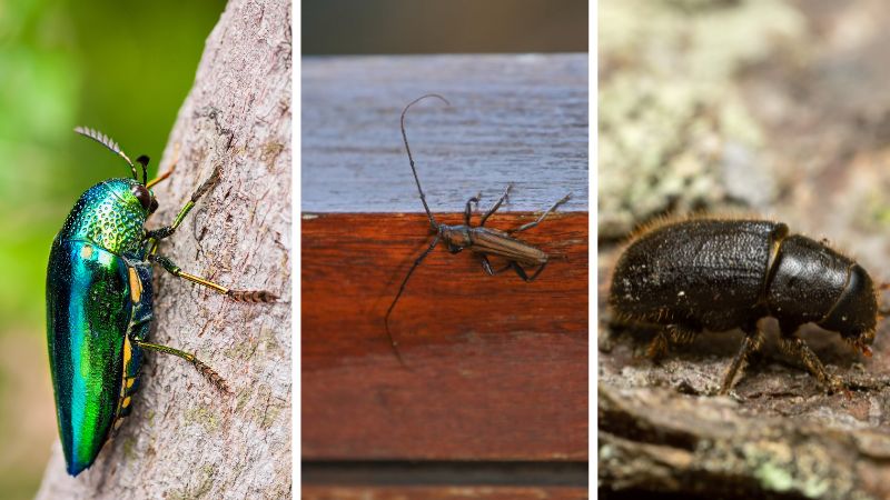 Types of Tree Borer Beetles
