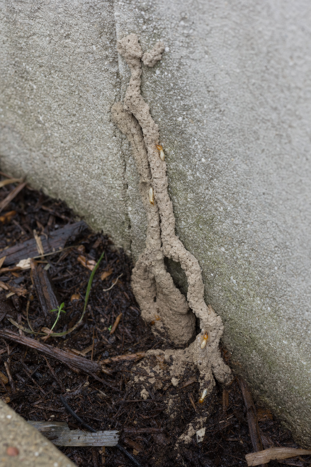 Subterranean termite mud tubes climbing a concrete house foundation from the soil, with pale worker termites visible
